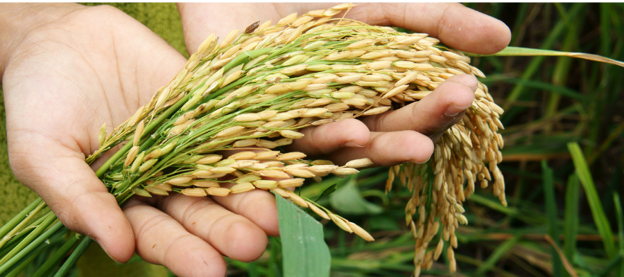 DebtSwapsWebsite_Post_Cover 2025-26